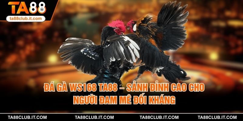 Đá Gà WS168 TA88 – Sảnh Đỉnh Cao Cho Người Đam Mê Đối Kháng