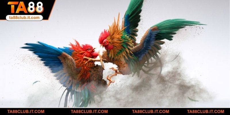 Giới thiệu sảnh đá gà WS168