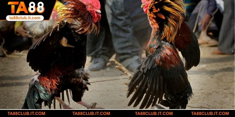 Điều tạo nên sức hút của đá gà online WS168 tại TA88