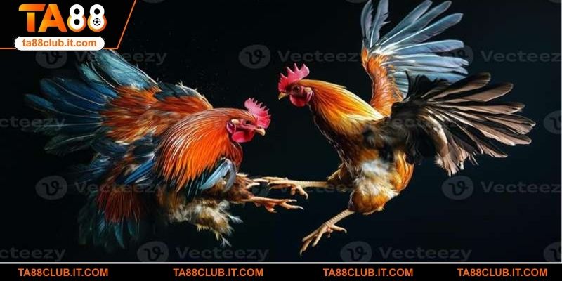 Top thể loại đá gà WS168 được yêu thích nhất tại TA88