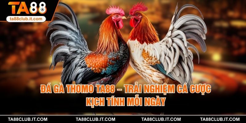 Đá Gà Thomo TA88 – Trải Nghiệm Cá Cược Kịch Tính Mỗi Ngày