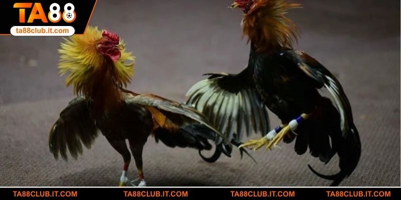 Ưu điểm nổi bật của đá gà Thomo TA88